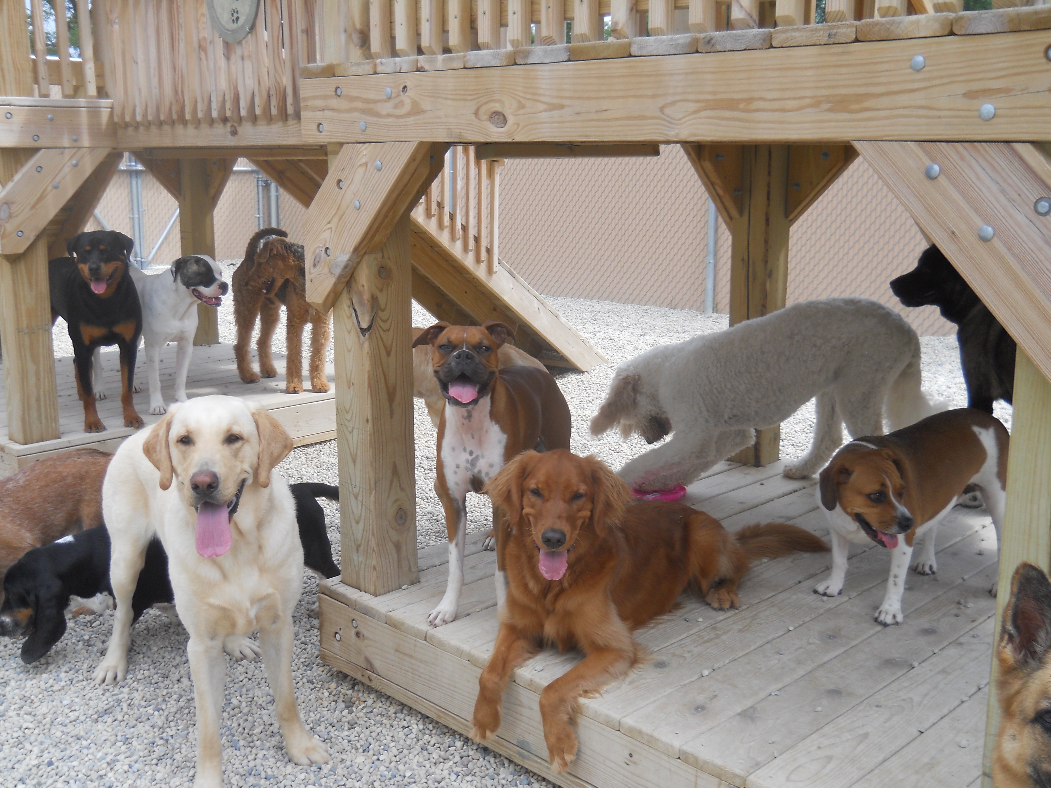 Shag Bark Pet Retreat & Spa reviews | 21685 Grass Lake Rd - Antioch IL