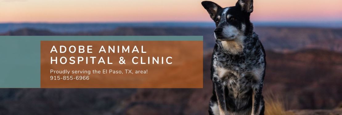 Adobe Animal Hospital reviews | 3140 Trawood Drive - El Paso TX