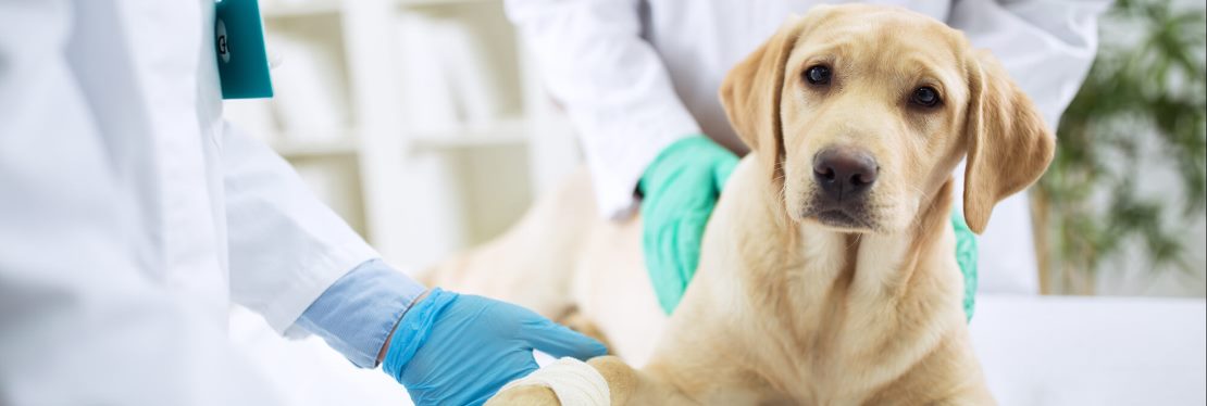 Animal Emergency of Gainesville reviews | 275 Pearl Nix Pkwy - Gainesville GA