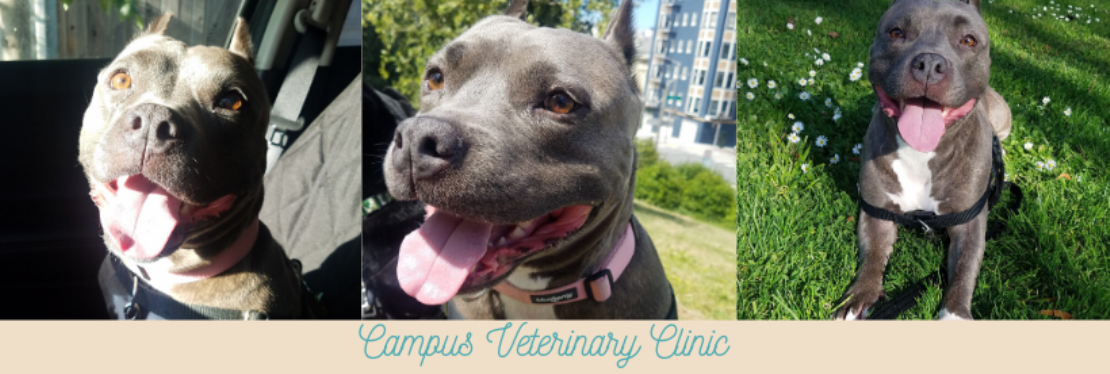 Campus Veterinary Clinic reviews | 1807 Martin Luther King Jr. Way - Berkeley CA