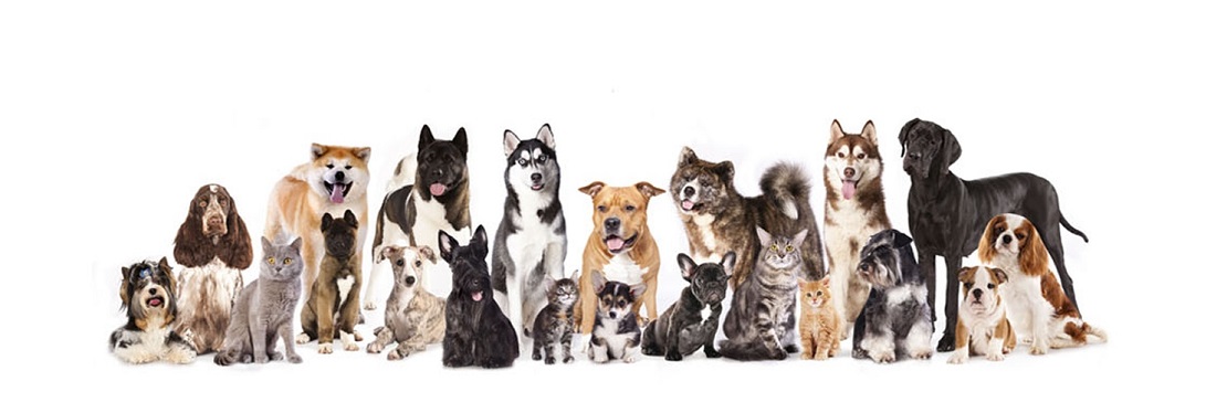 Beaumont Animal Hospital reviews | 764 E 3rd St - Beaumont CA